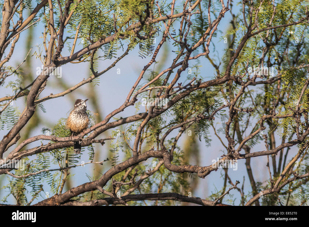 Le Troglodyte des cactus de Mesquite tree à Panther Junction dans le parc national Big Bend. Banque D'Images