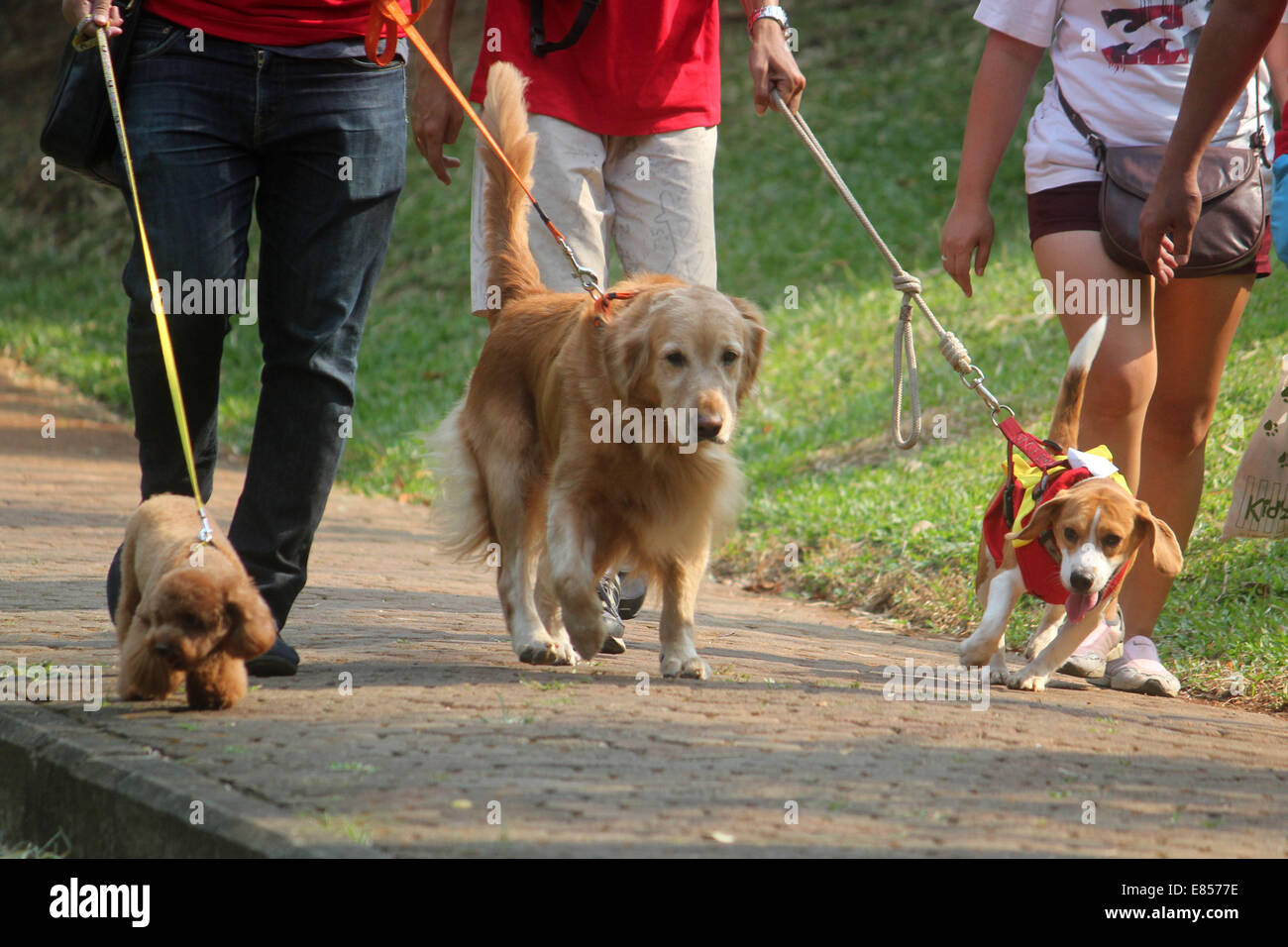 Jakarta, Jakarta, Indonésie. 28 Sep, 2014. Les amateurs de chiens apportent leurs chiens pour commémorer la Journée mondiale de la rage dans la région de Langsat Park. © Arya Manggala/Nuswantoro ZUMAPRESS.com/Alamy ZUMA/fil Live News Banque D'Images