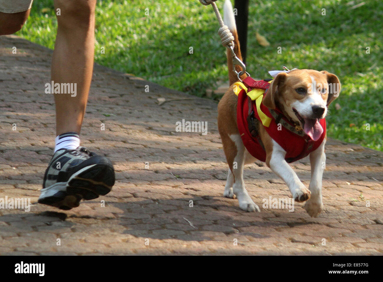 Jakarta, Jakarta, Indonésie. 28 Sep, 2014. Les amateurs de chiens apportent leurs chiens pour commémorer la Journée mondiale de la rage dans la région de Langsat Park. © Arya Manggala/Nuswantoro ZUMAPRESS.com/Alamy ZUMA/fil Live News Banque D'Images