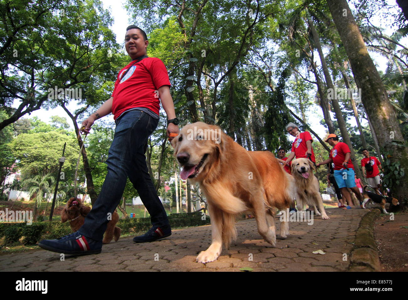 Jakarta, Jakarta, Indonésie. 28 Sep, 2014. Les amateurs de chiens apportent leurs chiens pour commémorer la Journée mondiale de la rage dans la région de Langsat Park. © Arya Manggala/Nuswantoro ZUMAPRESS.com/Alamy ZUMA/fil Live News Banque D'Images