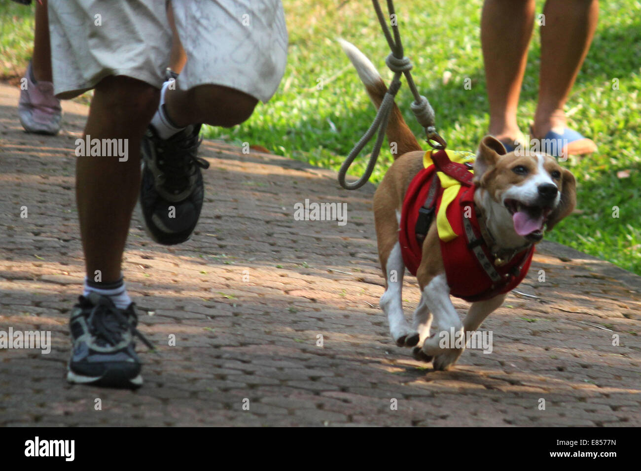 Jakarta, Jakarta, Indonésie. 28 Sep, 2014. Les amateurs de chiens apportent leurs chiens pour commémorer la Journée mondiale de la rage dans la région de Langsat Park. © Arya Manggala/Nuswantoro ZUMAPRESS.com/Alamy ZUMA/fil Live News Banque D'Images