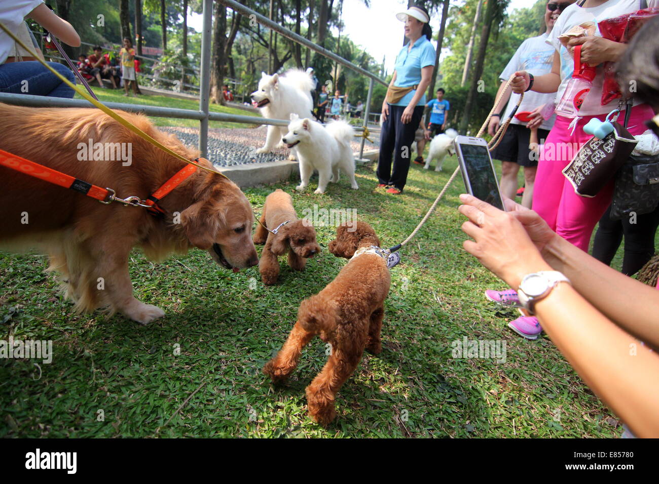 Jakarta, Jakarta, Indonésie. 28 Sep, 2014. Les amateurs de chiens apportent leurs chiens pour commémorer la Journée mondiale de la rage dans la région de Langsat Park. © Arya Manggala/Nuswantoro ZUMAPRESS.com/Alamy ZUMA/fil Live News Banque D'Images