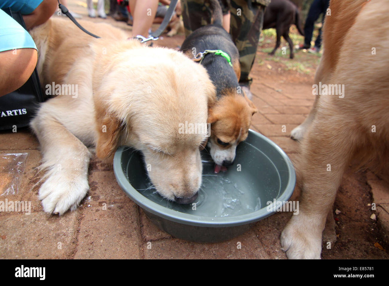 Jakarta, Jakarta, Indonésie. 28 Sep, 2014. Les amateurs de chiens apportent leurs chiens pour commémorer la Journée mondiale de la rage dans la région de Langsat Park. © Arya Manggala/Nuswantoro ZUMAPRESS.com/Alamy ZUMA/fil Live News Banque D'Images