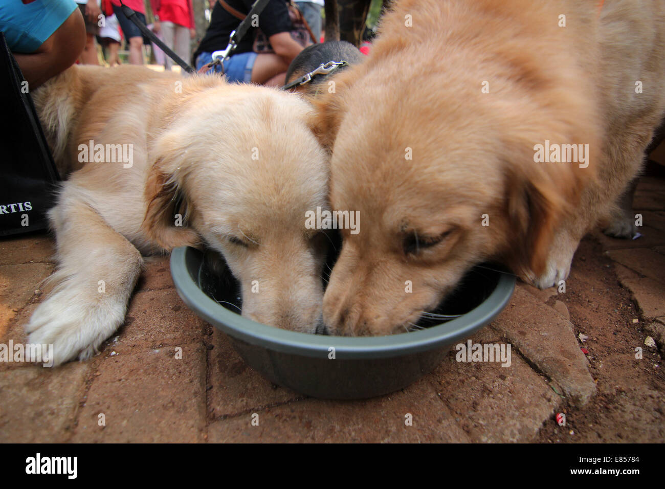 Jakarta, Jakarta, Indonésie. 28 Sep, 2014. Les amateurs de chiens apportent leurs chiens pour commémorer la Journée mondiale de la rage dans la région de Langsat Park. © Arya Manggala/Nuswantoro ZUMAPRESS.com/Alamy ZUMA/fil Live News Banque D'Images