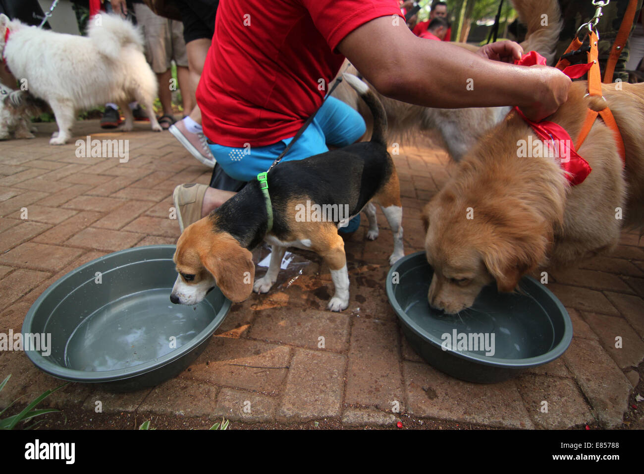 Jakarta, Jakarta, Indonésie. 28 Sep, 2014. Les amateurs de chiens apportent leurs chiens pour commémorer la Journée mondiale de la rage dans la région de Langsat Park. © Arya Manggala/Nuswantoro ZUMAPRESS.com/Alamy ZUMA/fil Live News Banque D'Images