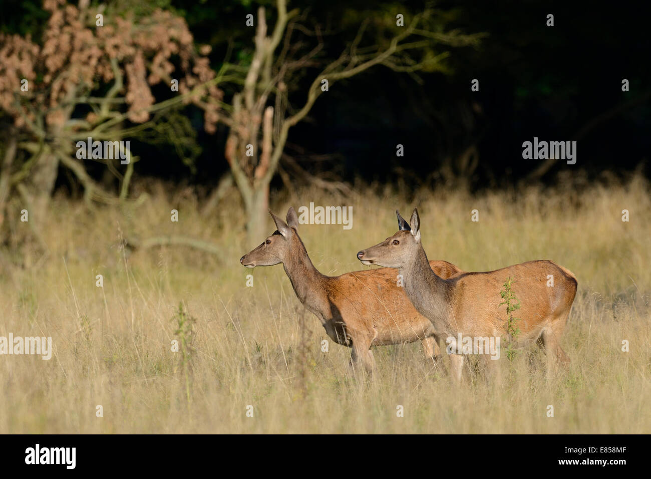 Red Deer (Cervus elaphus), n, Danemark Banque D'Images