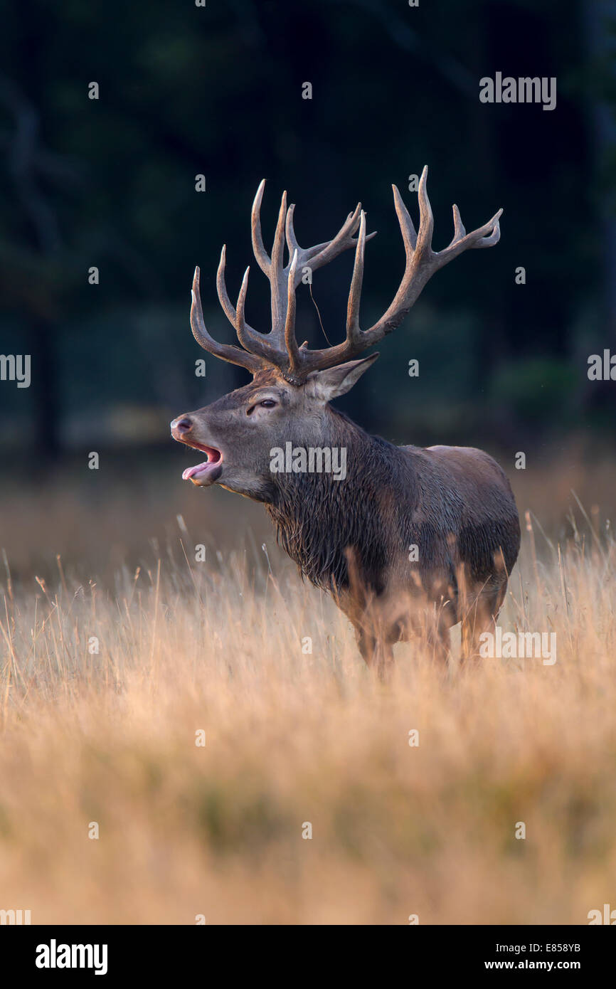 Red Deer (Cervus elaphus), Silkeborg, Copenhague, Danemark Banque D'Images