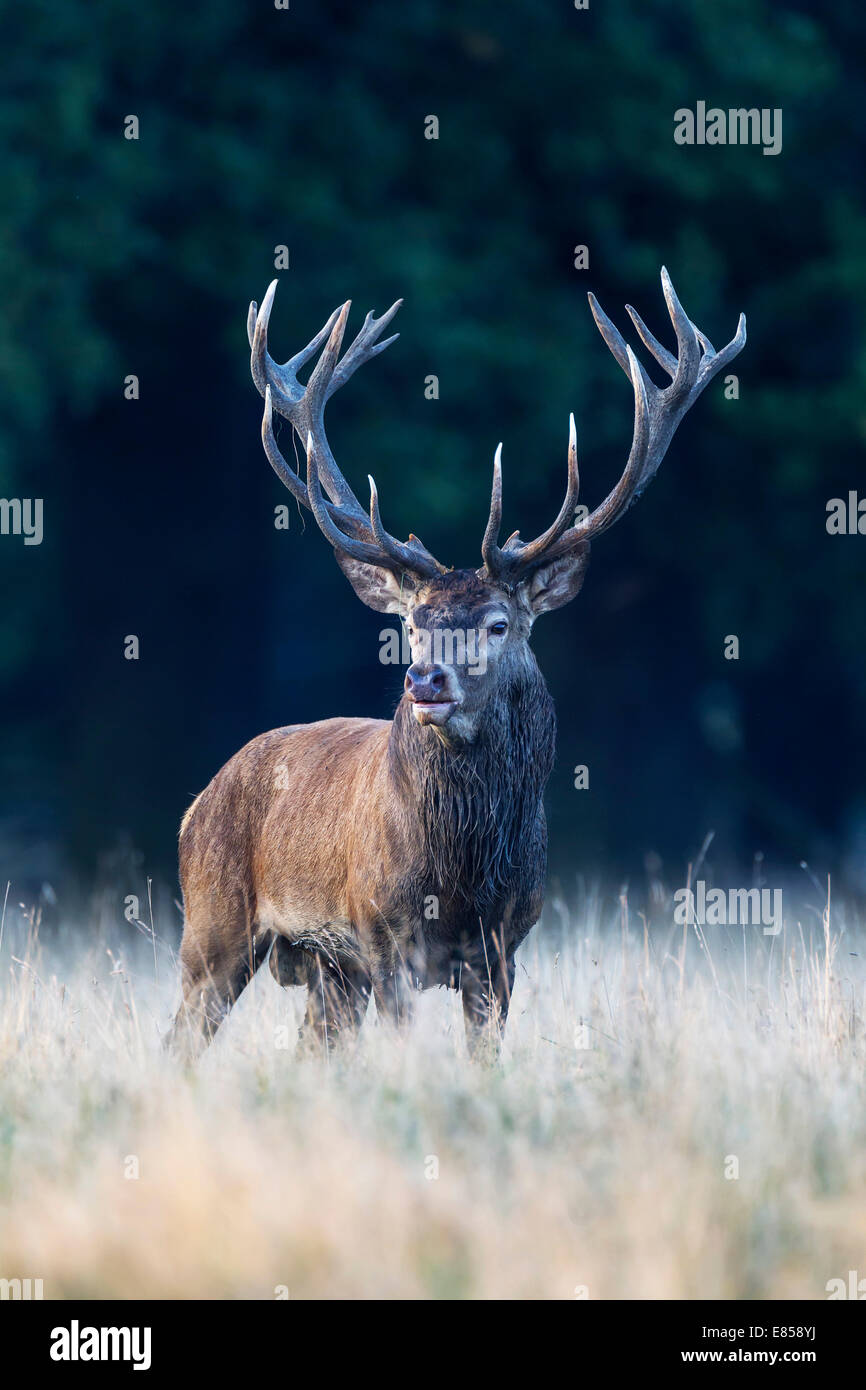 Red Deer (Cervus elaphus), Silkeborg, Copenhague, Danemark Banque D'Images