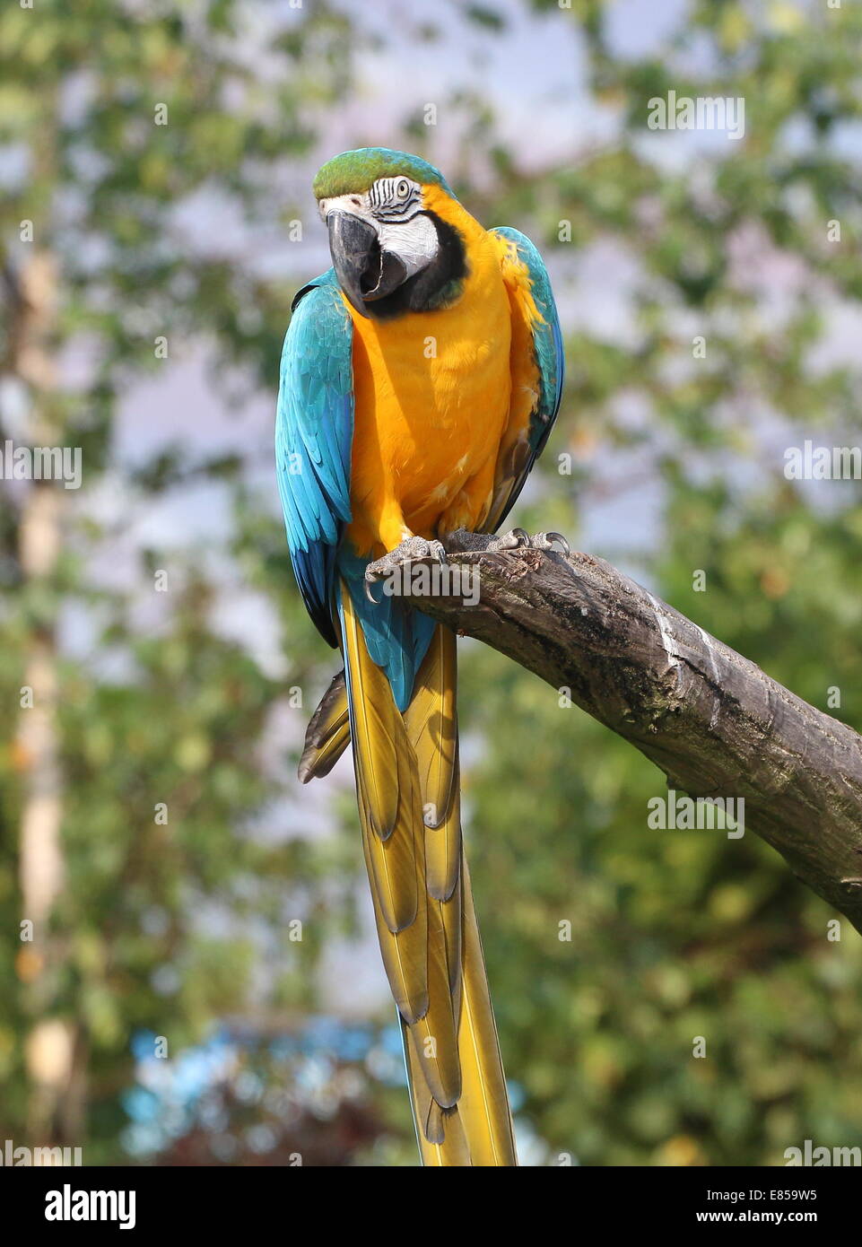 Blue-and-yellow macaw (Ara ararauna) Gros plan sur une branche Banque D'Images