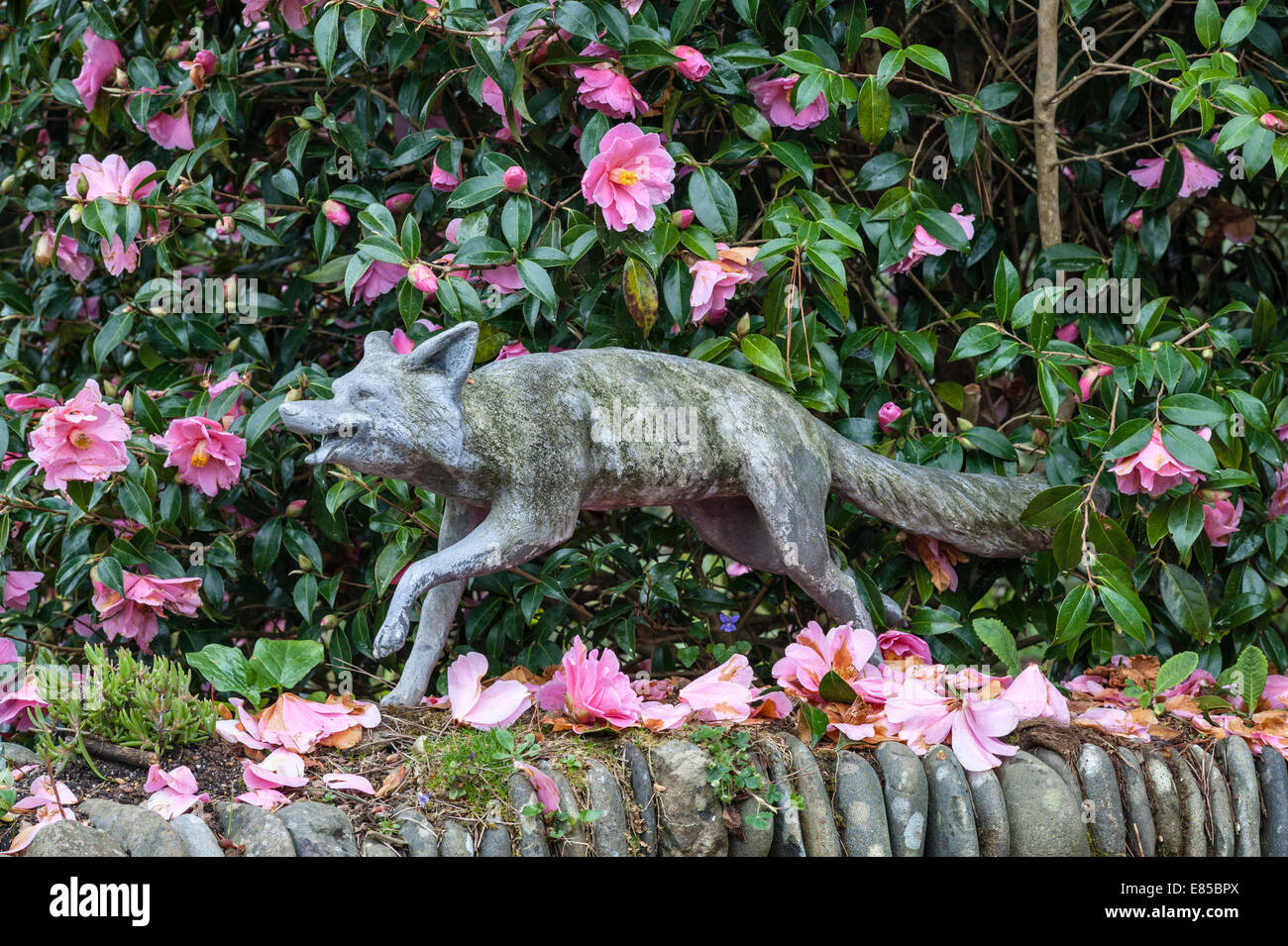 Printemps à Glendurgan Garden, Falmouth, Cornwall, Royaume-Uni. Une statue de renard se tient devant un camélia à l'entrée du jardin Banque D'Images