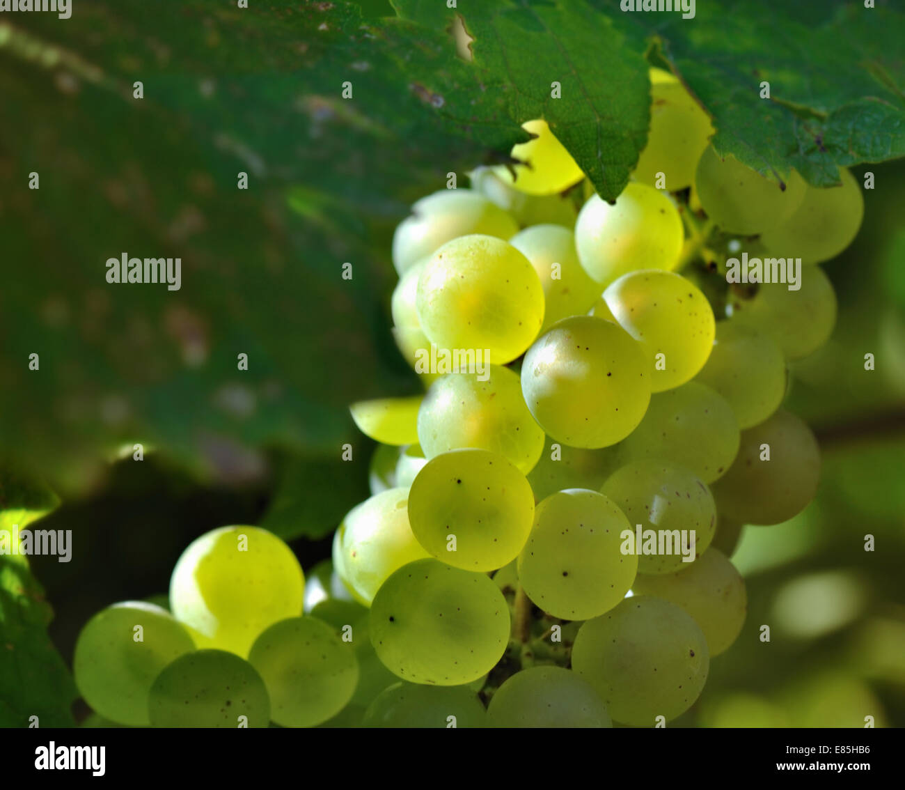 Gros plan sur les grappes de raisins blancs dans le feuillage des vignes Banque D'Images