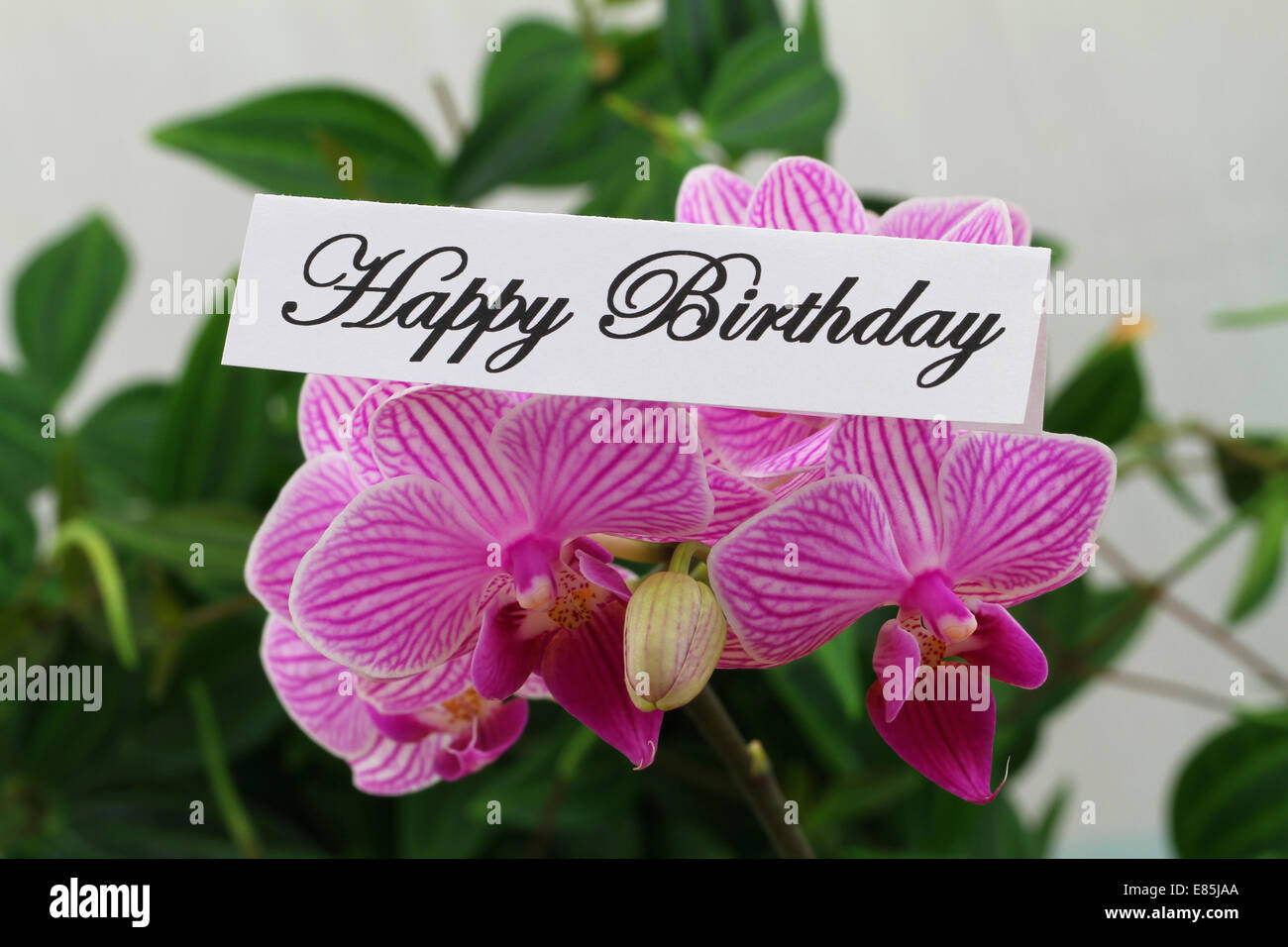 Joyeux anniversaire carte avec orchidée rose Banque D'Images