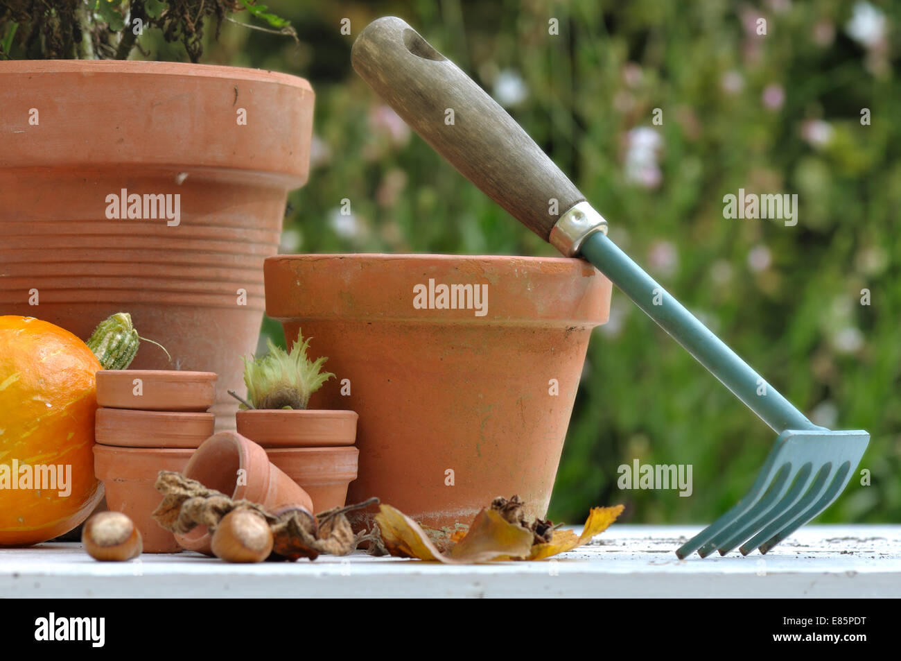 Potiron, noisettes et de feuilles mortes entre les pots de terre cuite avec peu de rake Banque D'Images