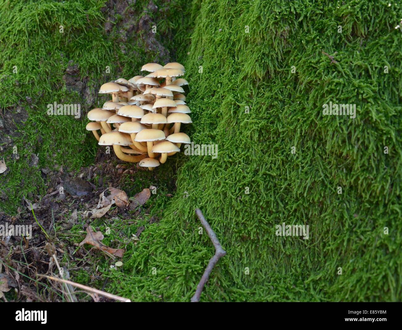 Touffe de soufre, le soufre ou en cluster - woodlover touffe Hypholoma fasciculare Banque D'Images