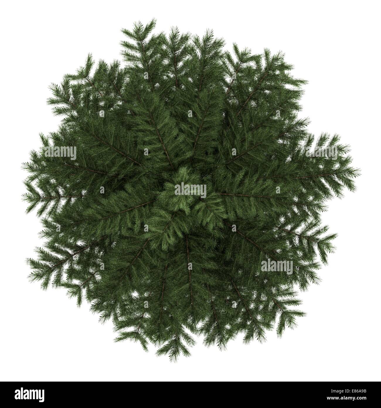 Vue de dessus de l'arbre de pin sylvestre isolé sur fond blanc Banque D'Images