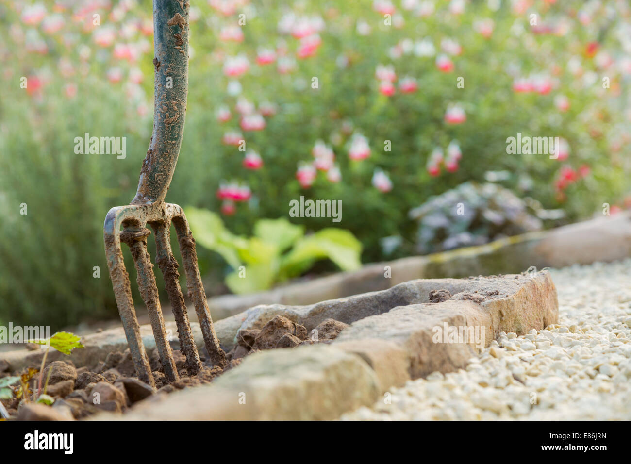 Fourche de jardin dans un lit de fleur. Banque D'Images