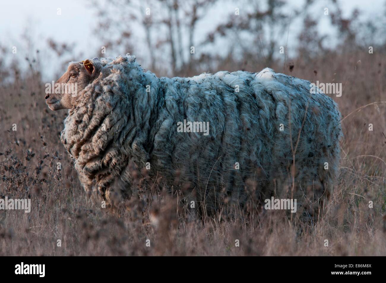 Un mouton dans un champ Banque D'Images