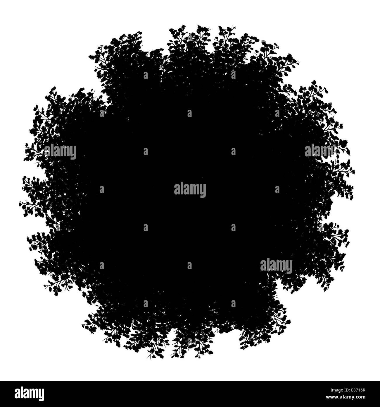 Vue supérieure de la silhouette d'arbre d'érable rouge isolé sur fond blanc Banque D'Images