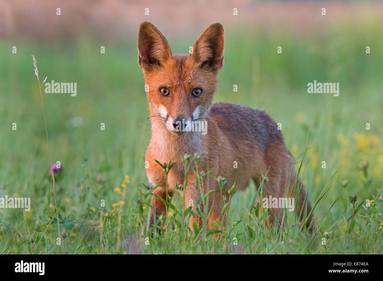 Renard roux Banque D'Images