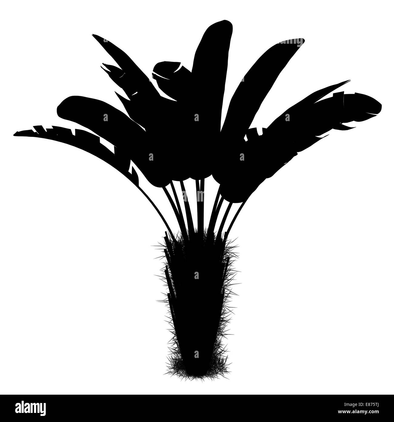 Silhouette de bananes sauvages palmier isolé sur fond blanc Banque D'Images