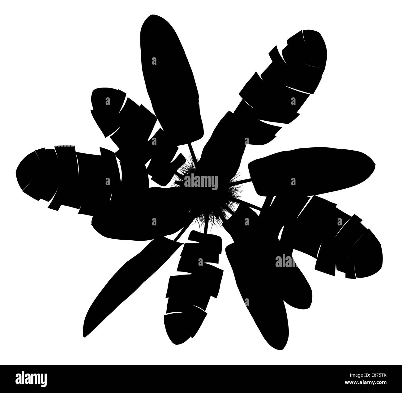 Vue supérieure de la silhouette de bananes sauvages palmier isolé sur fond blanc Banque D'Images