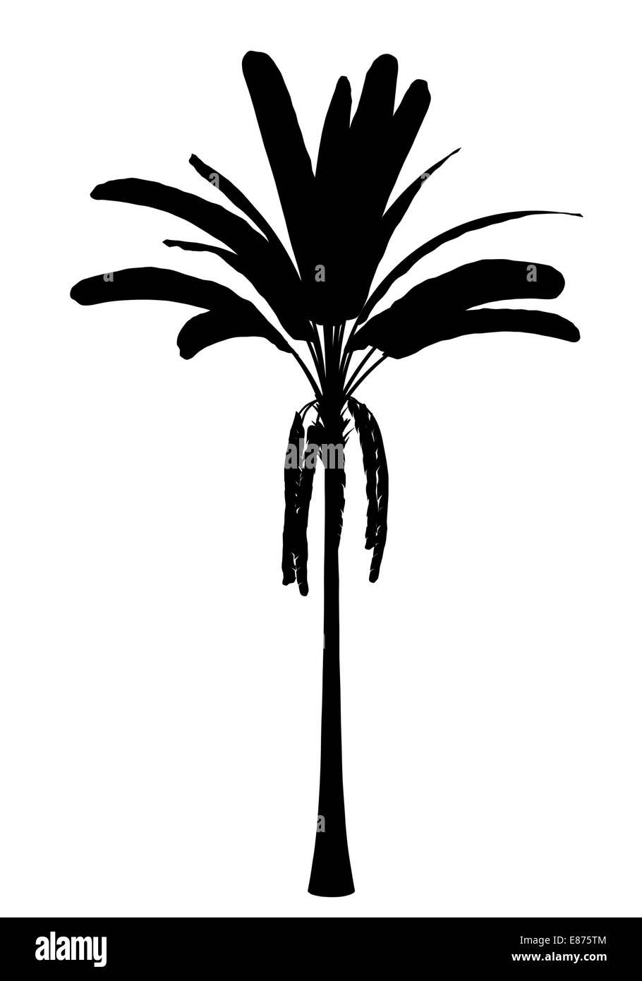 Silhouette de bananes sauvages palmier isolé sur fond blanc Banque D'Images