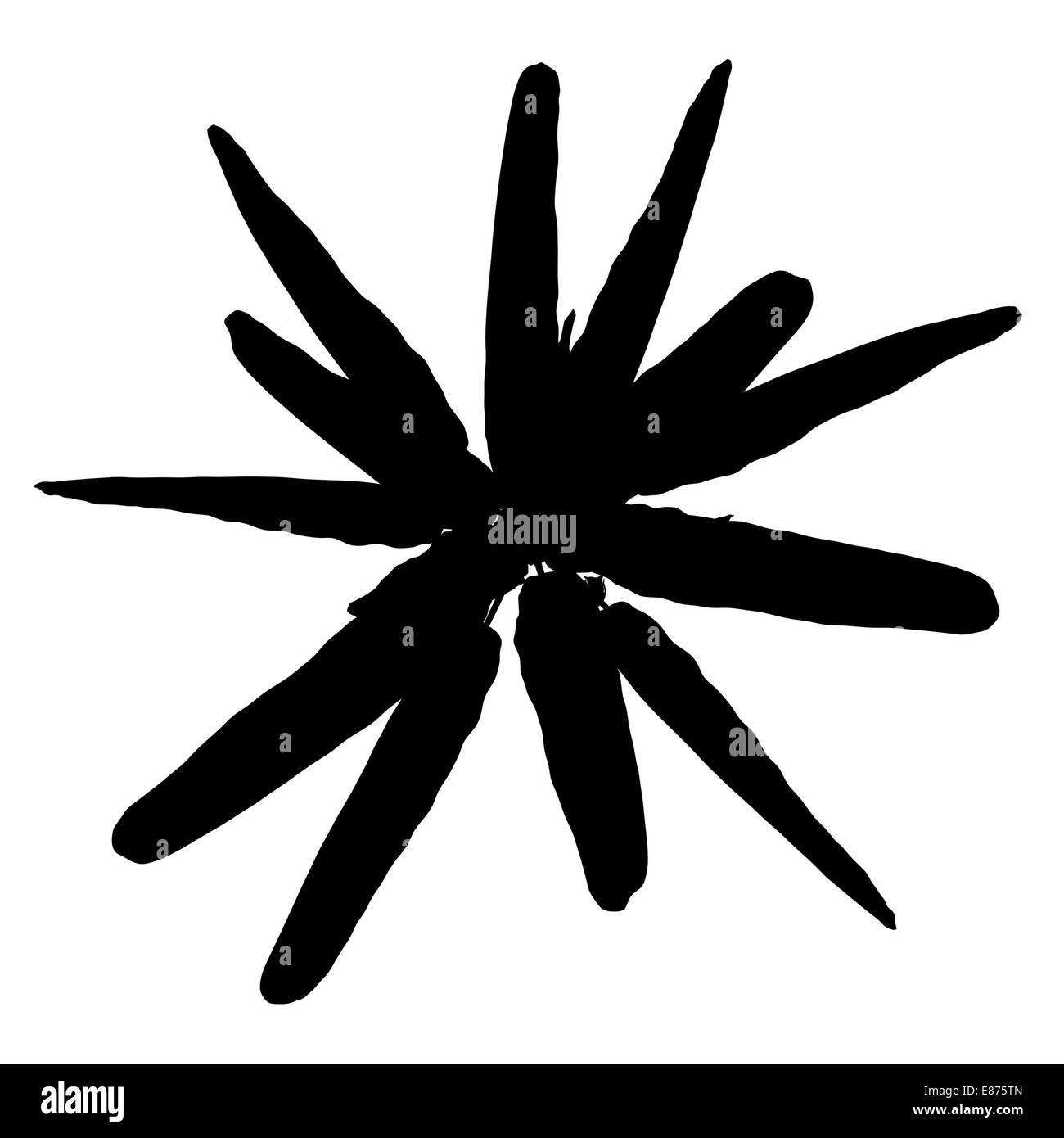 Vue supérieure de la silhouette de bananes sauvages palmier isolé sur fond blanc Banque D'Images