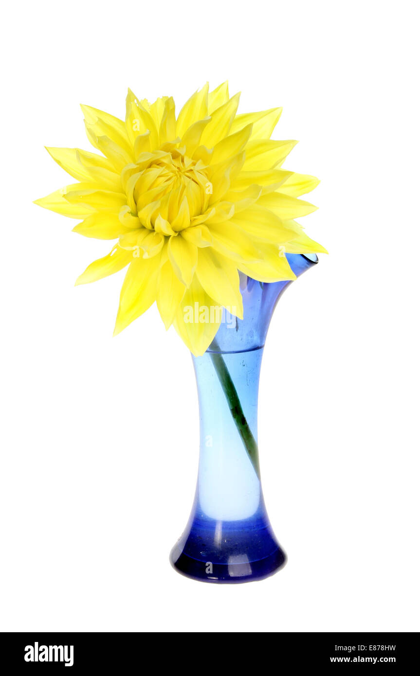 Fleur dahlia jaune vif dans un vase de verre bleu blanc isolé contre Banque D'Images