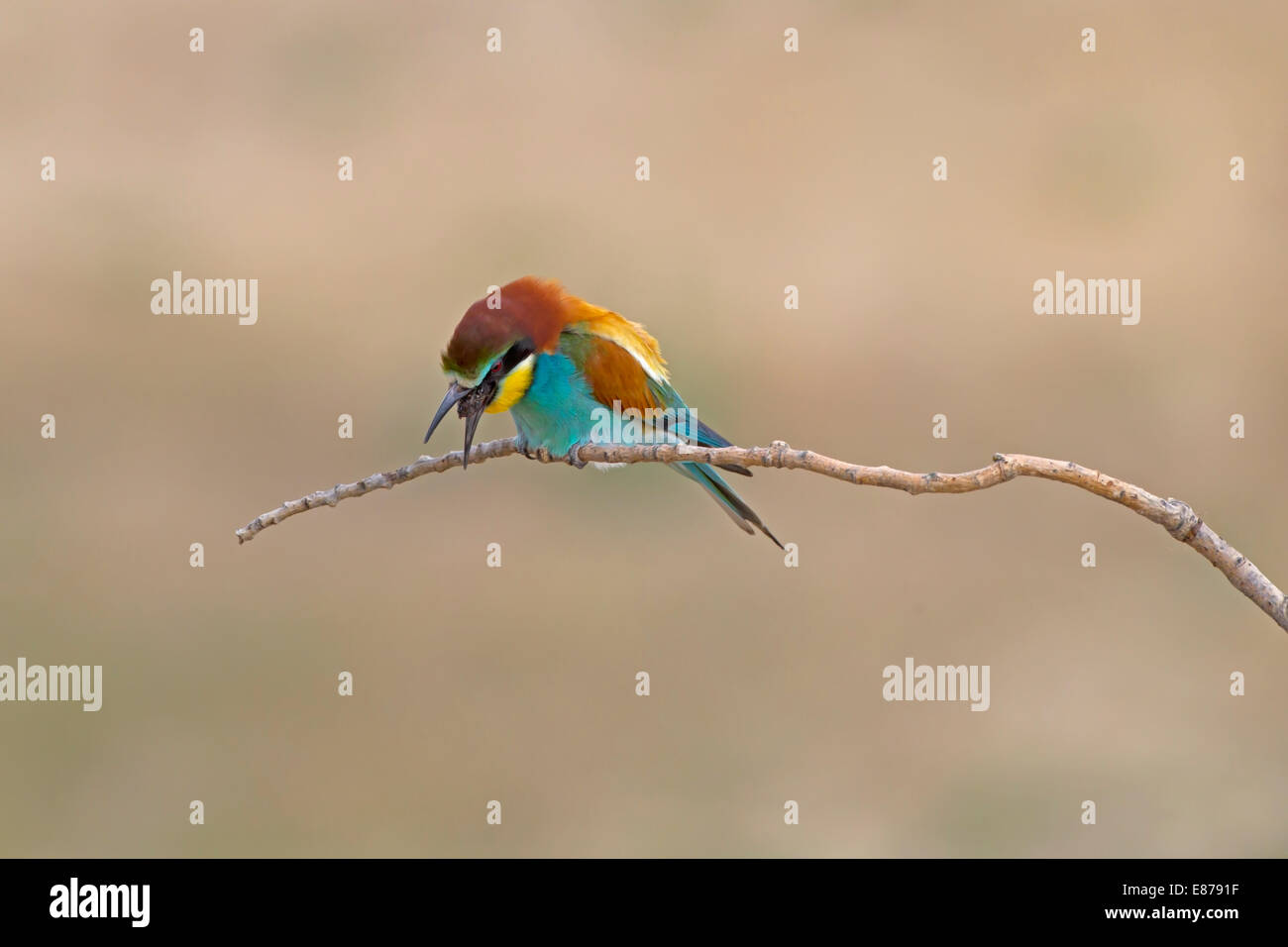 Bee-eater - Merops apiaster Banque D'Images