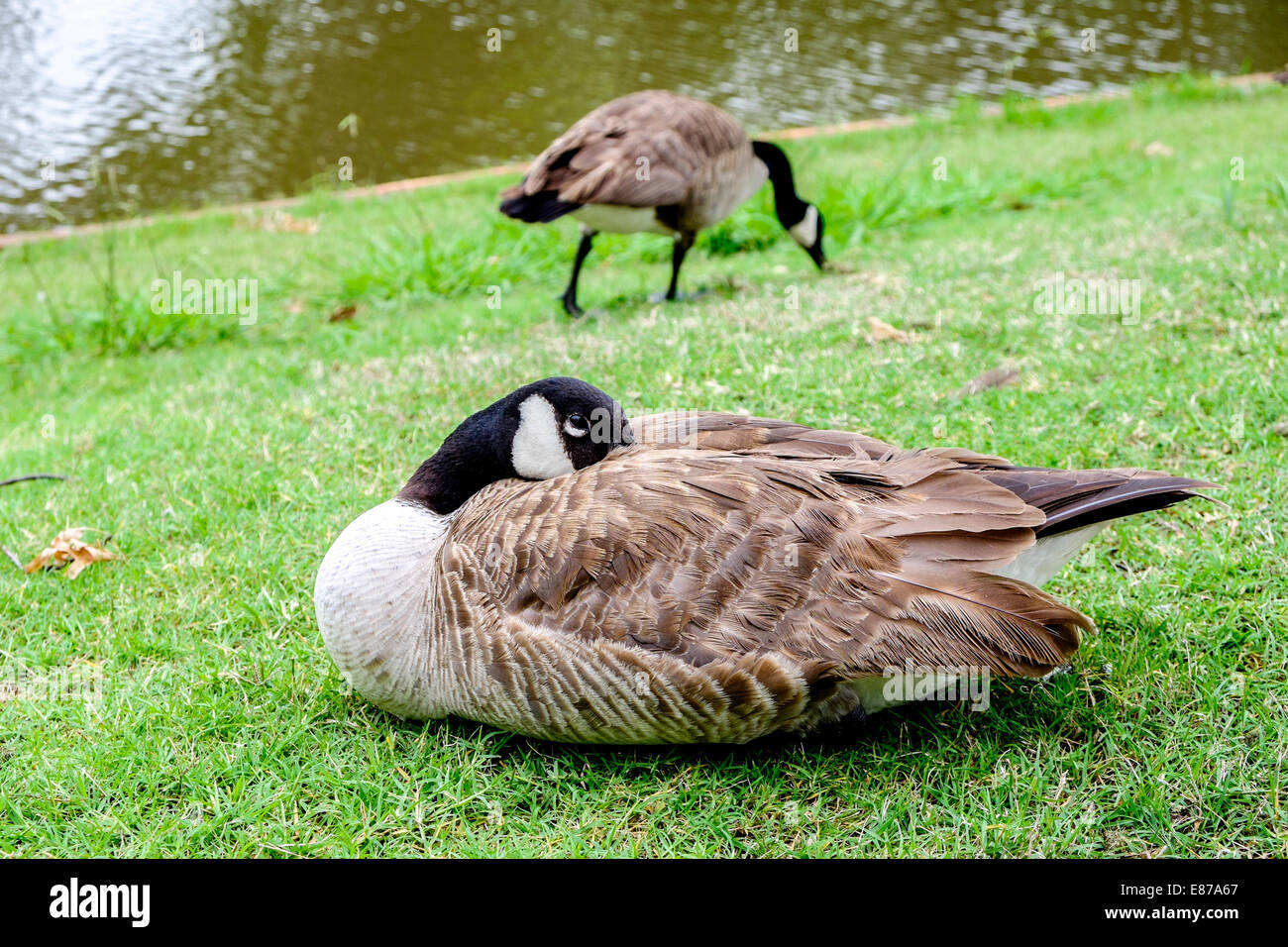 Une bernache du Canada, Branta canadensis, dort avec beak remplié, tandis qu'un autre fait paître dans l'arrière-plan au bord d'un lac dans la région de New York, USA Banque D'Images