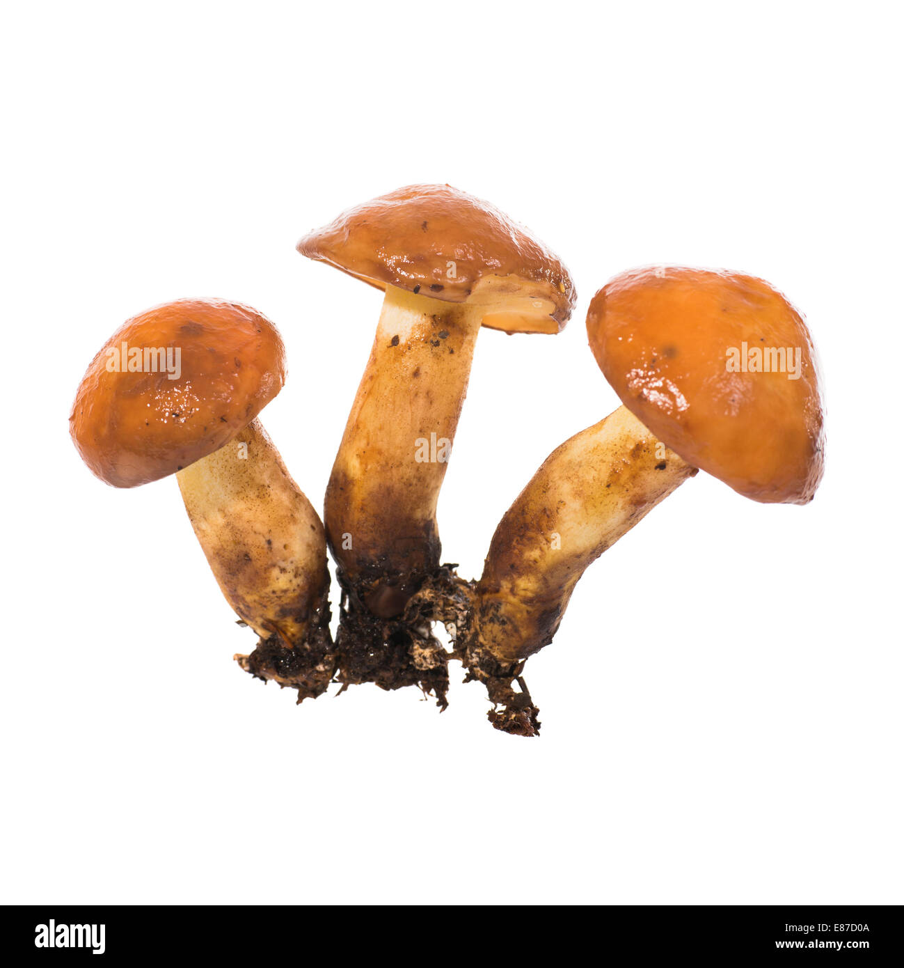 Groupe de champignons comestibles Suillus luteus) sur un fond blanc Banque D'Images