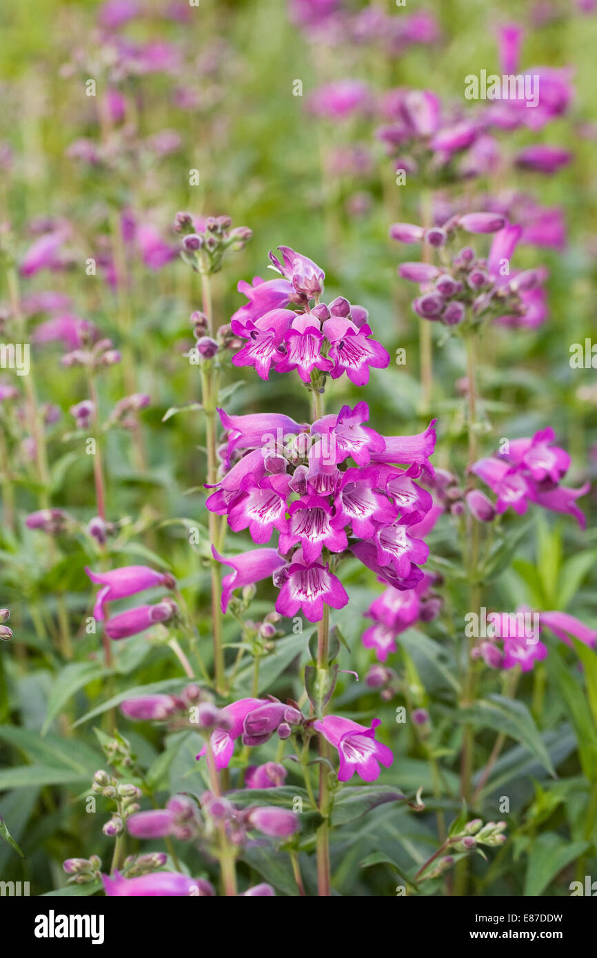 Penstemon de plus en plus une frontière. Langue barbe fleur. Banque D'Images