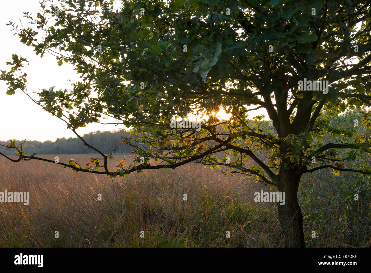 Paysage à National Park 'De Groote Peel' avec l'automne coucher du soleil lumière arrière sur un chêne Banque D'Images