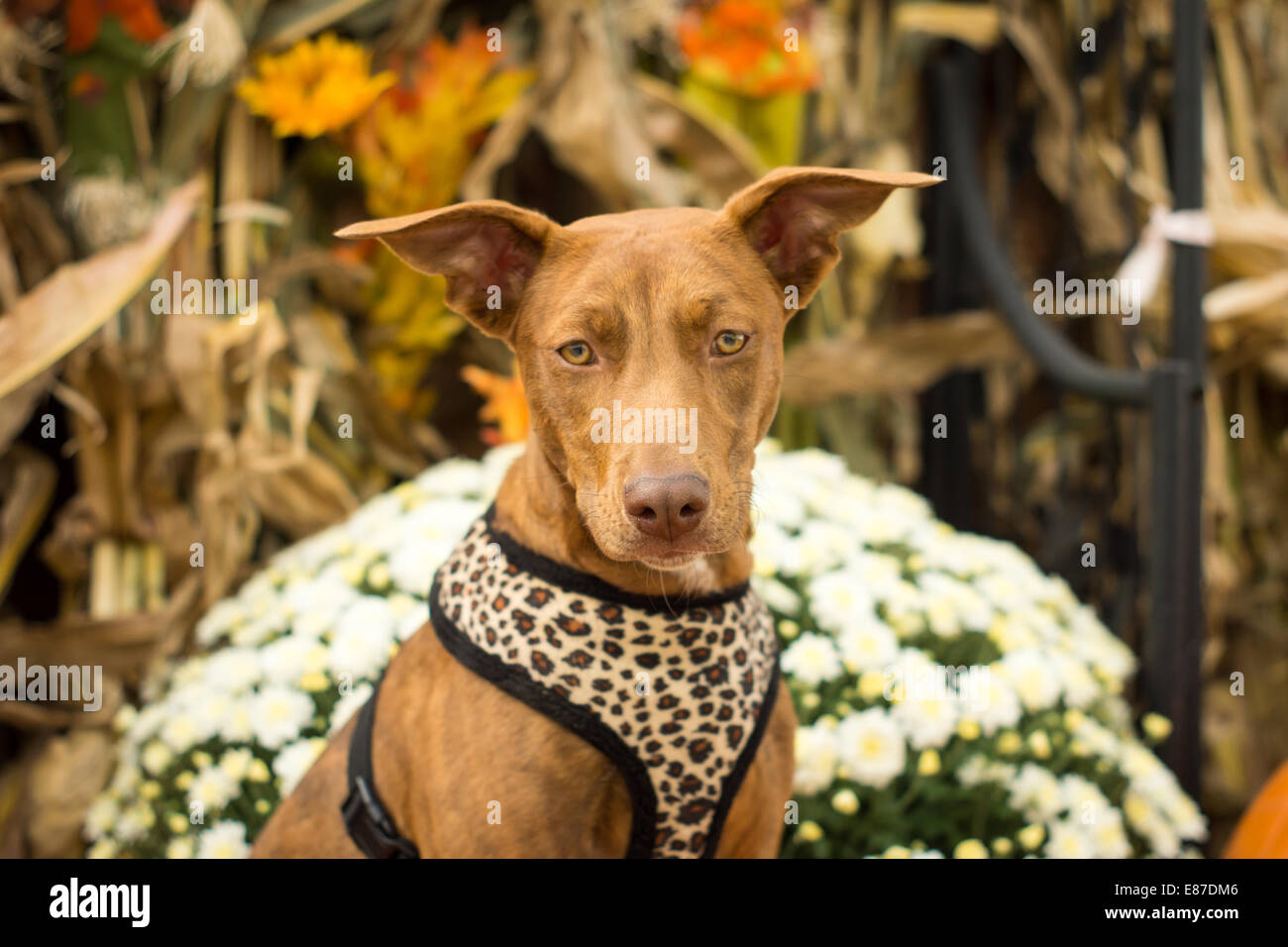 Un brown dog pose avec quelques mamans et autres décorations d'automne. Banque D'Images