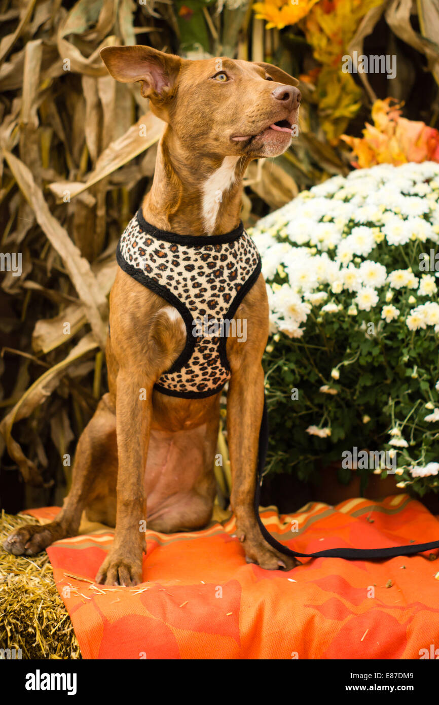 Un mixed breed dog pose avec quelques mamans et autres décorations de saison automne Banque D'Images