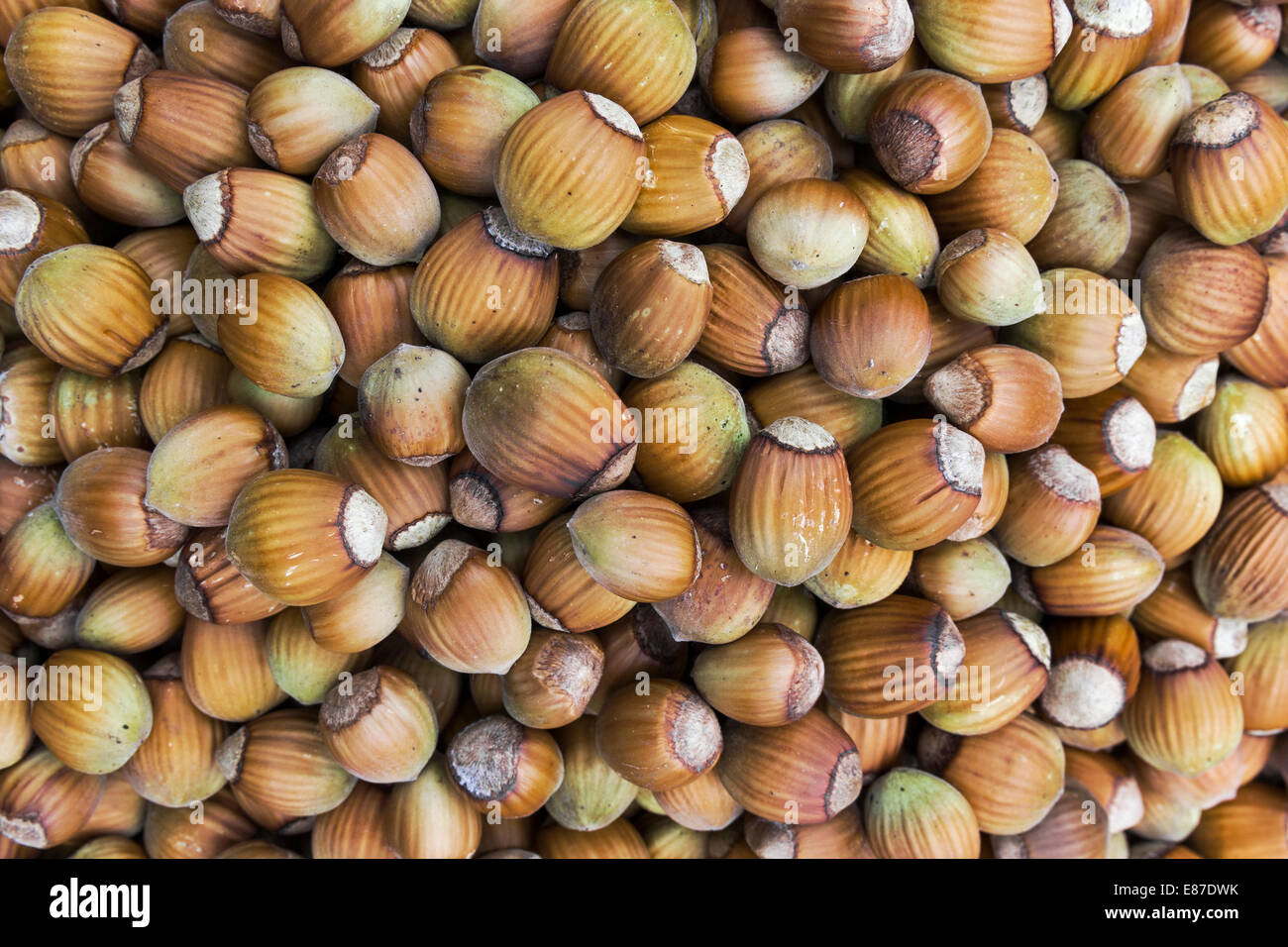 Un tas de noisettes, Corylus avellana, le fruit du noisetier Banque D'Images
