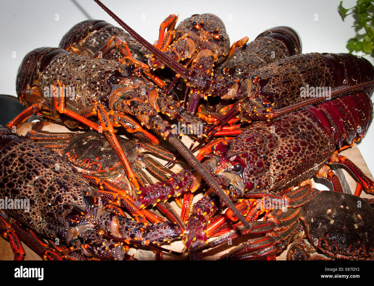 L'écrevisse (Jasus edwardsii) : Tortue à la Langouste et les crabes rouges, pris par la main, tout en apnée. Banque D'Images