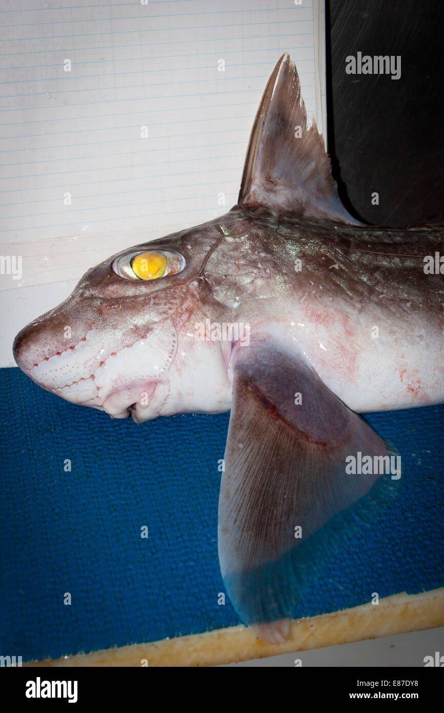 Ghost Shark pâle : Chimera (Hydrolagus sp b2) Banque D'Images