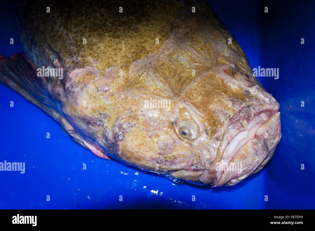 La baudroie, Stargazer géant (Kathetostoma giganteum) de la famille Uranoscopidae Banque D'Images