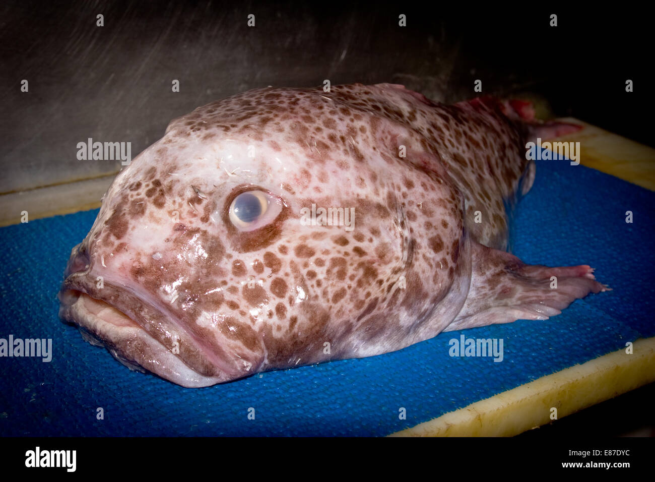 Poisson crapaud (Neophrynichthys sp.) Banque D'Images