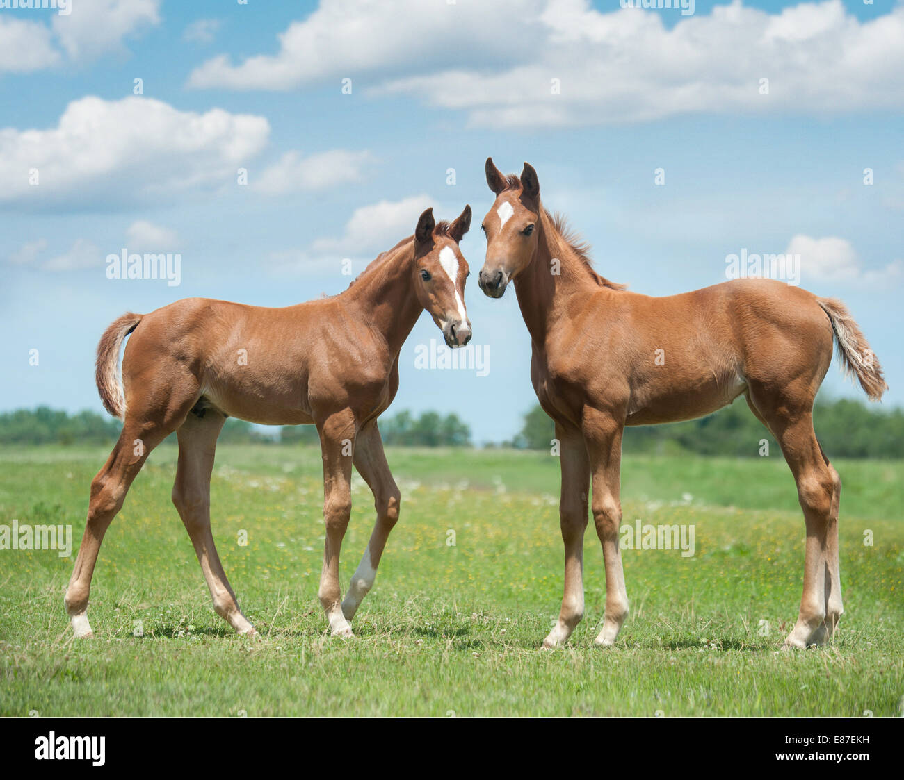 Poulains chevaux hanovriens Banque D'Images