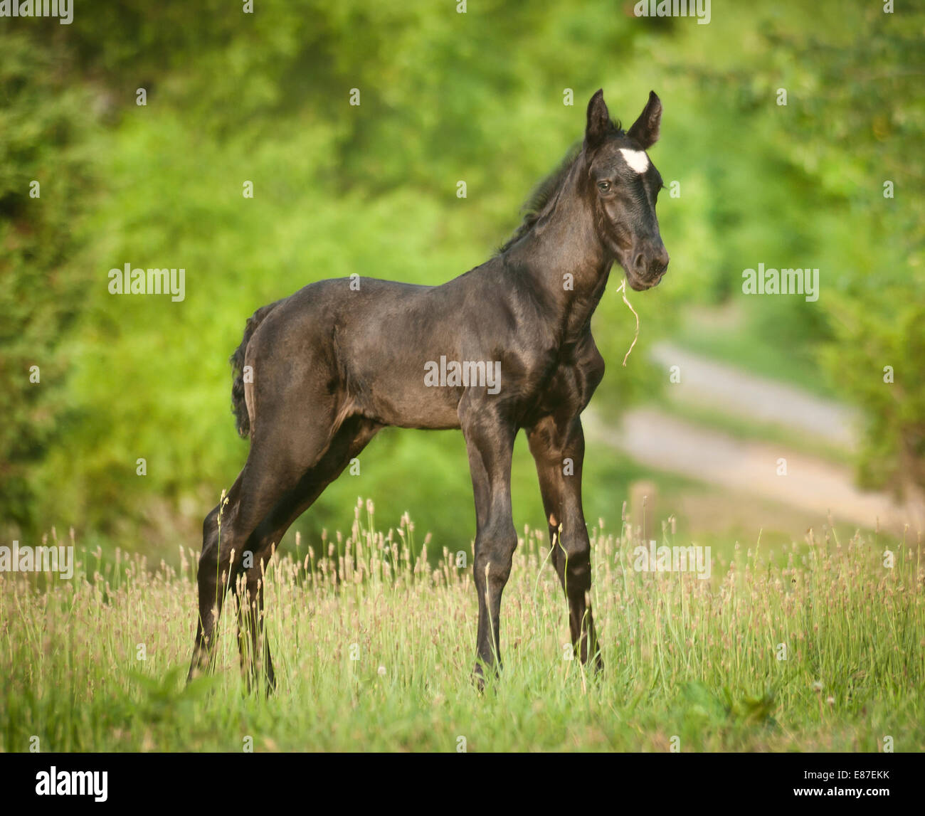 Cheval De Trait Percheron Poulain Nouveau Ne Photo Stock Alamy