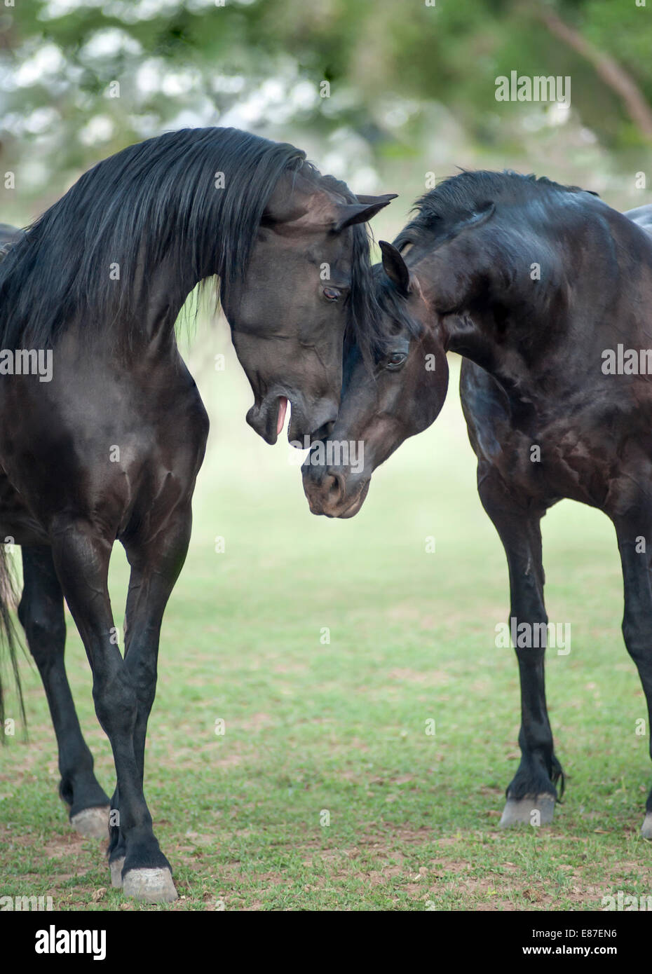 Friesian-Arabian et étalon croix mare Banque D'Images