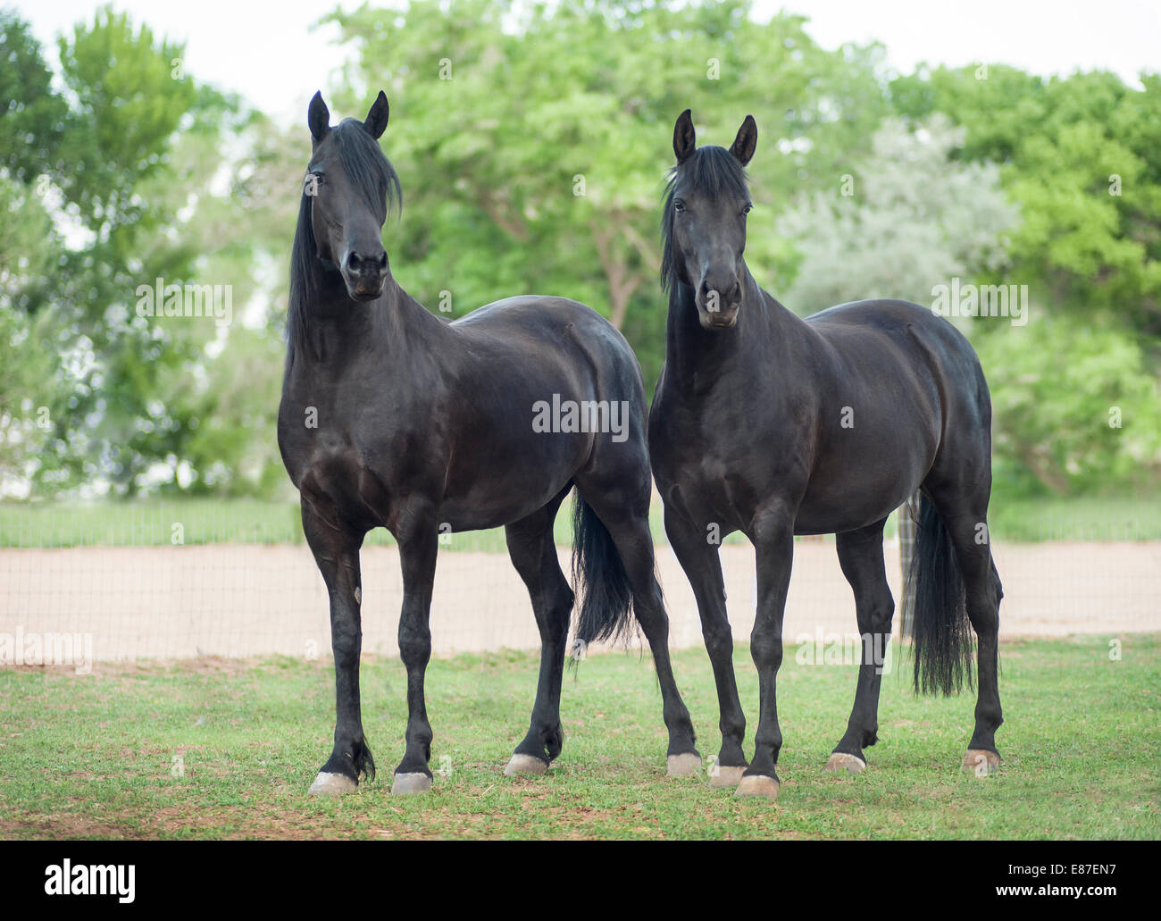 Friesian-Arabian et étalon croix mare Banque D'Images