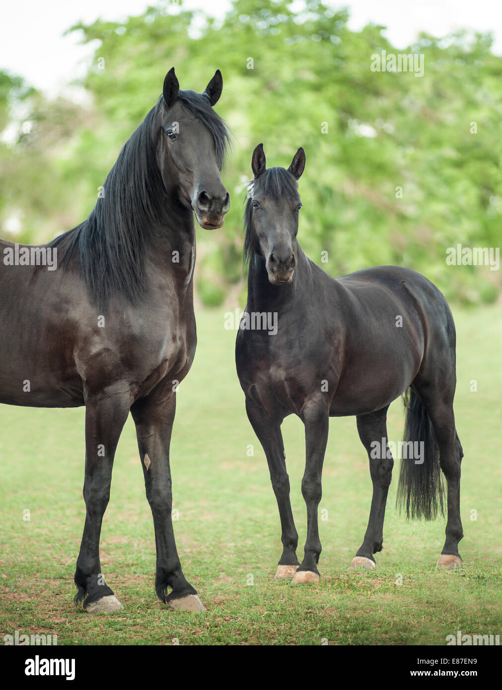 Friesian-Arabian et étalon croix mare Banque D'Images