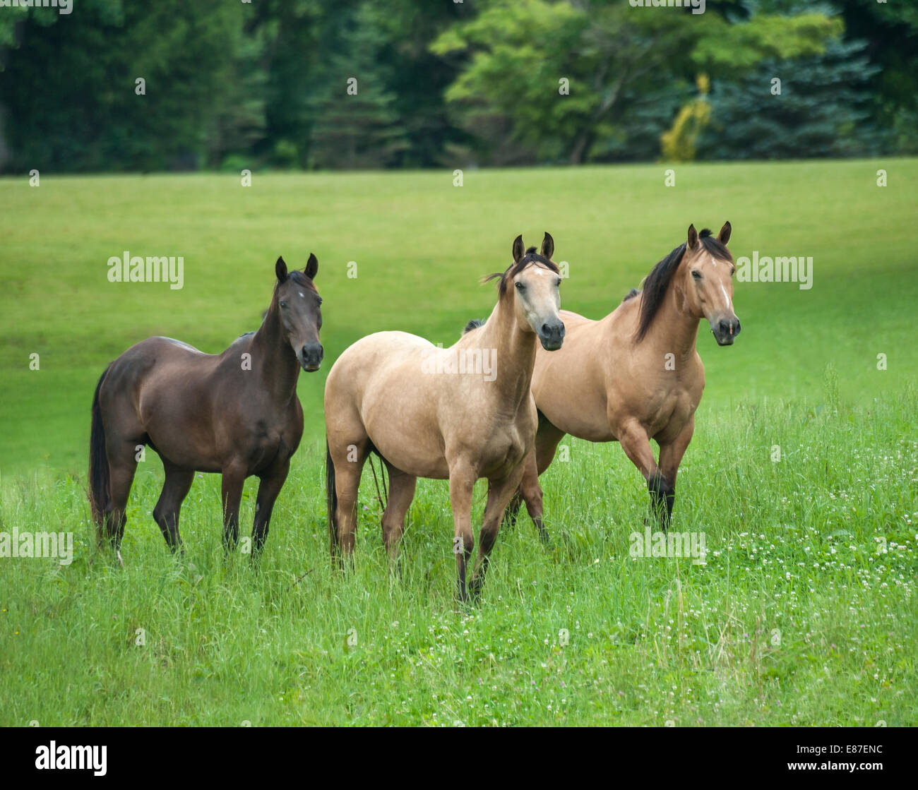 Troupeau de différentes races de chevaux en enclos verdoyant Banque D'Images