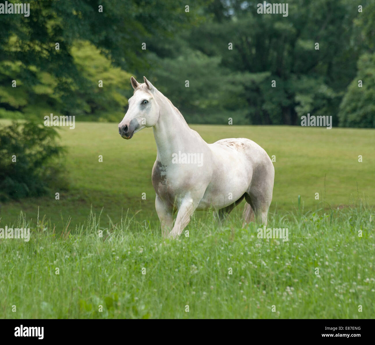 En Appaloosa mare Banque D'Images