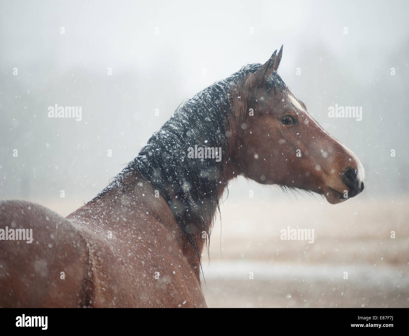 Mare en tempête de neige Banque D'Images