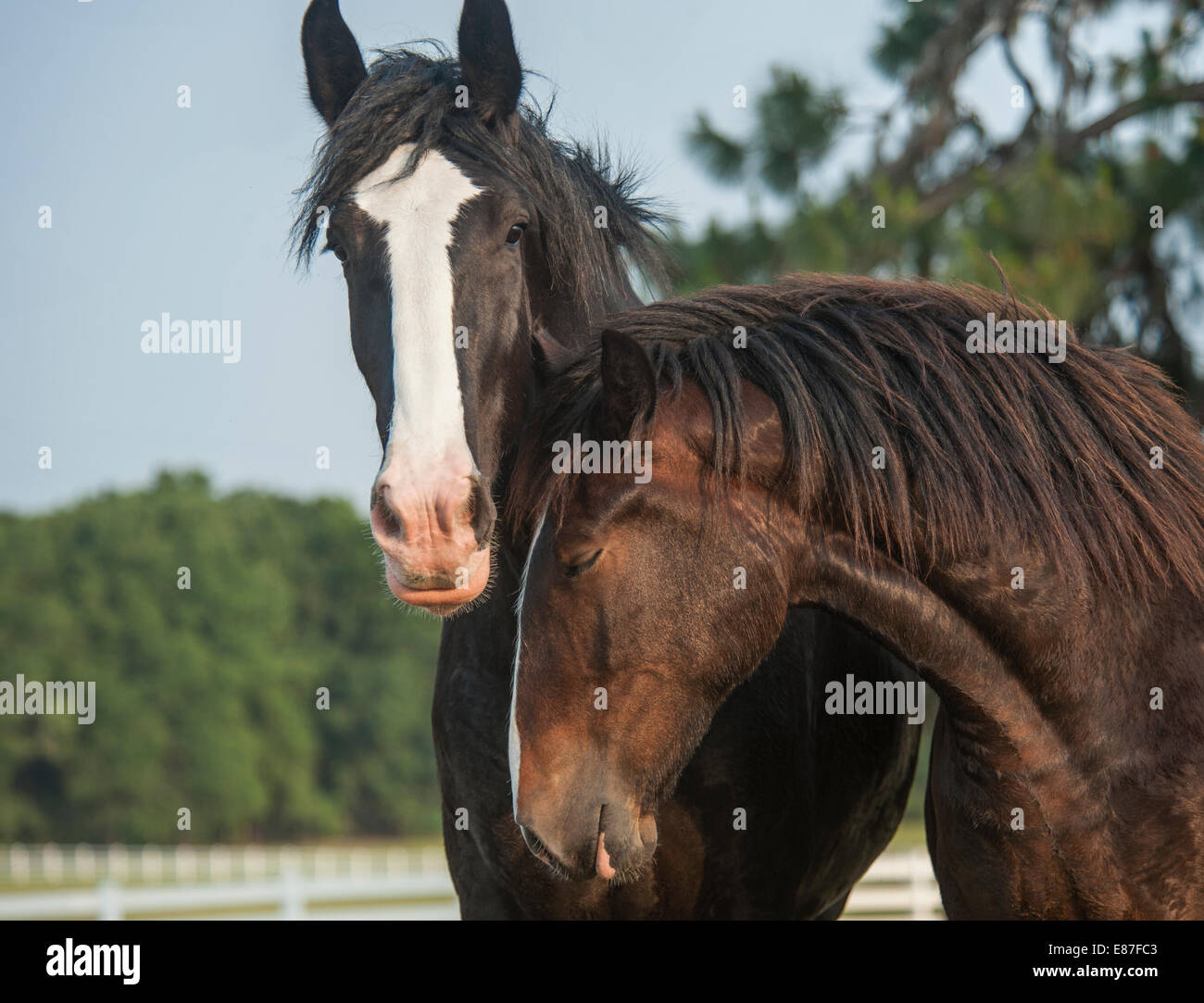 Projet de Shire Horse de 1 an Banque D'Images