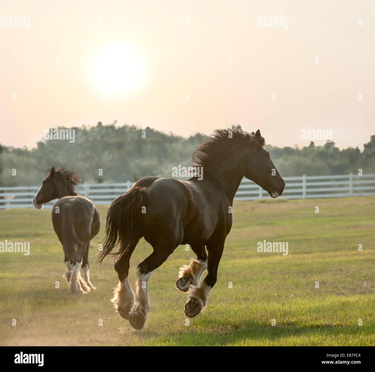 Projet de Shire Horse de 1 an Banque D'Images